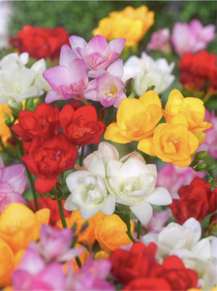 Blumenzwiebeln (unverpackt) - Image 3
