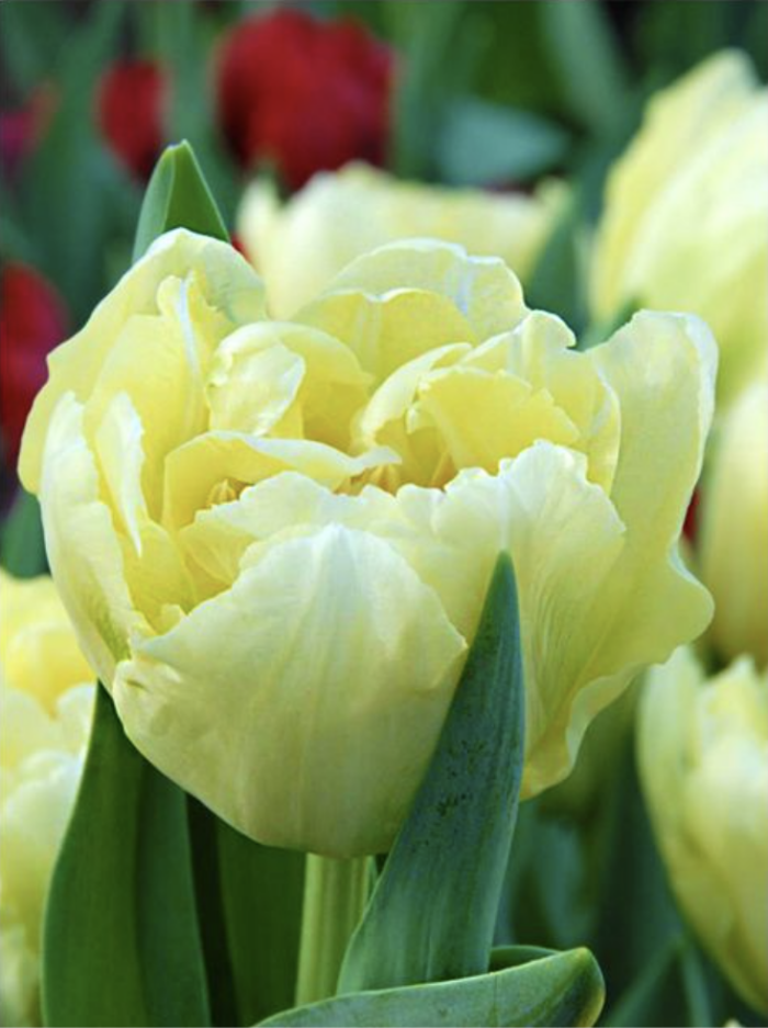 Blumenzwiebeln (unverpackt) - Image 2