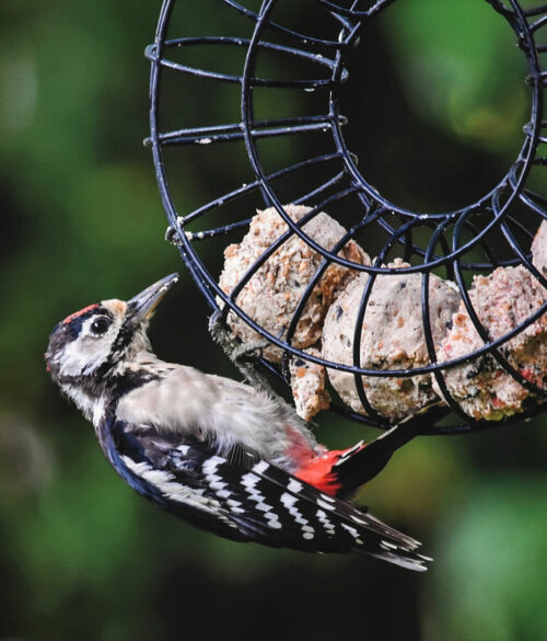 Specht frisst an Futterspender.