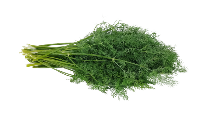 Samentütchen Dill - Image 2