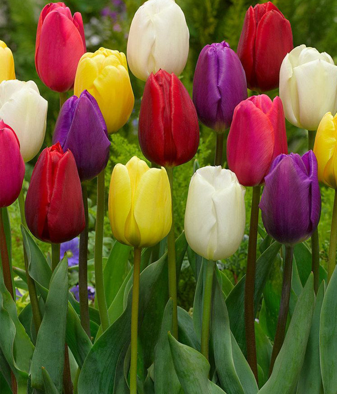 Tulip Bulbs with Custom Printing as a Sustainable Promotional Gift - Image 2