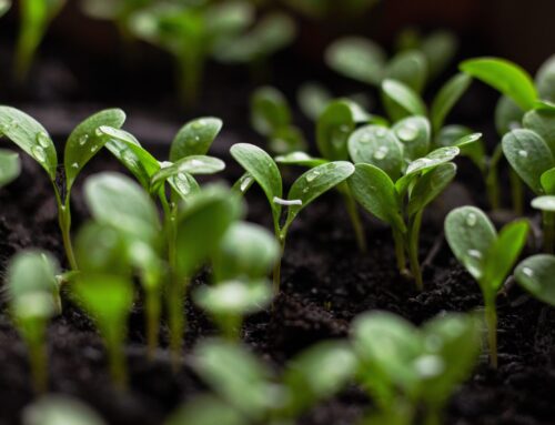 Setting Up a Raised Garden Bed